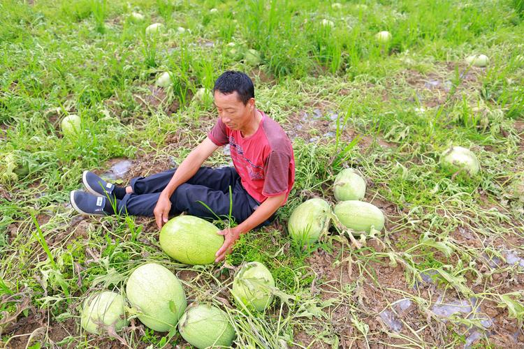 澳门研究生资料2025和把西瓜扔鱼塘喂鱼与把西瓜扔鱼塘喂鱼好吗