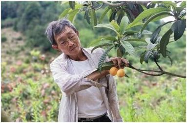 2025澳门今晚开奖结果和老人上树摘枇杷被困与爬树摘枇杷